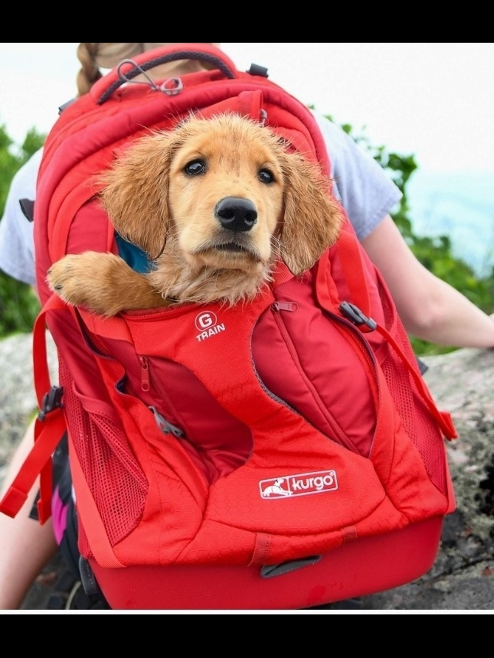 Kurgo Red G-Train Dog Backpack - Picture 7 of 8